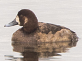 Greater Scaup